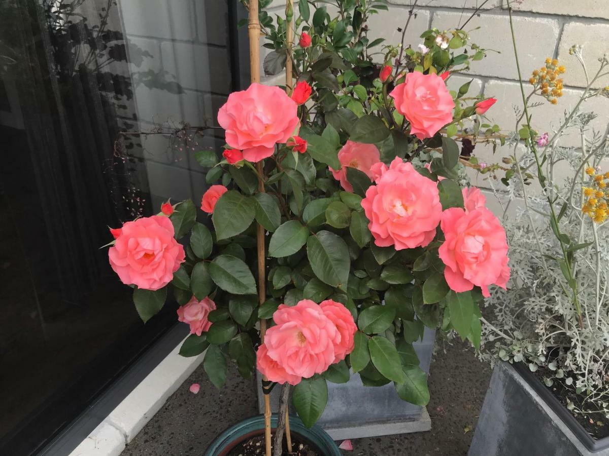 טאורנגה Arohanui Rural Retreat B&B מראה חיצוני תמונה